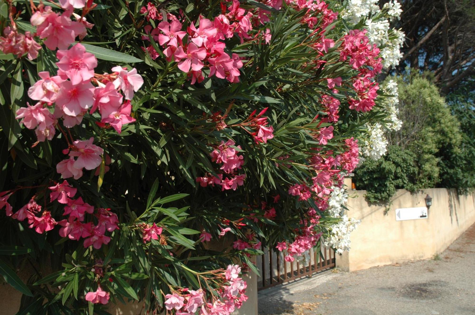 La Vigne Et L'Olivier Villeneuve-lès-Avignon Exterior foto